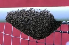 Brazilian football game delayed after a swarm of bees invaded goal