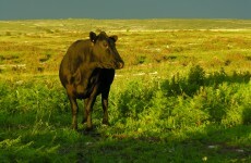 Farmers happy with progress on CAP but there is still 'a long way to go'