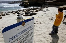 San Diego restricts beach use after seal abuse