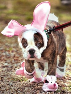 11 animals who are VERY disappointed in their owners right now