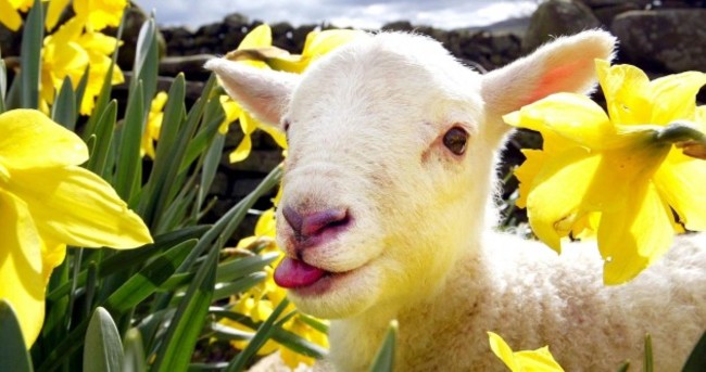 11 shocking cute reasons why you should buy a daffodil today