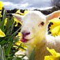 11 shocking cute reasons why you should buy a daffodil today