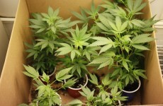 Two men arrested as cannabis plants worth €160k seized in Tipperary