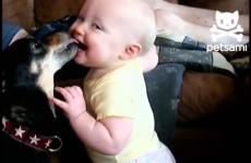 VIDEO: Dog lobs the gob on baby