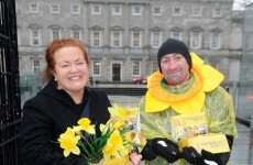 Daffodil Day collections down 50 per cent - but you can still help