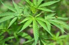 Cannabis worth €90,000 seized in Navan