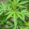 Cannabis worth €90,000 seized in Navan
