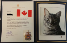 9 examples of world leaders being total softies