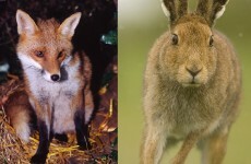 Irish Wildlife Trust calls on public to help change animal welfare bill