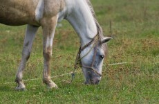 ISPCA want government to 'enforce legislation' as equine calls increase