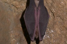 "Remarkable discovery" as Greater Horseshoe bat found in Ireland