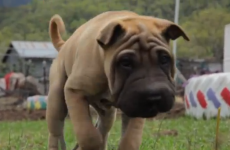 The best puppy video ever. EVER*