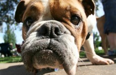 ISPCA delighted with Coveney's 'progressive approach' to dog micro-chipping