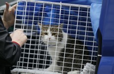 Downing Street opens war on rats with rodent-catching cat appointment
