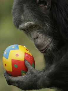 Chimp Enjoying an Easter Egg Pic of the Day
