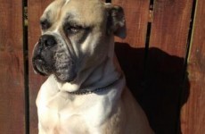 Off The Ball cult hero, Richie Sadlier's dog Frankie, died last night