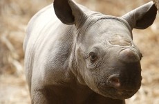 British wildlife parks being targeted by rhino poachers