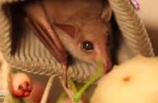 Afraid of bats? Watch this video and it might change your mind