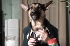 WATCH:  What your dogs get up to behind your back