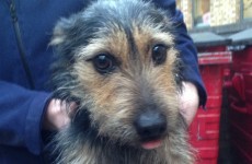 Lost dog handed into Dublin garda station