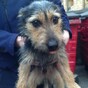 Lost dog handed into Dublin garda station