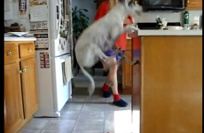 VIDEO: So just how hungry is this dog?