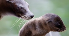Baby sea lion wants a cuddle at Dublin Zoo
