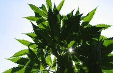 Man arrested as cannabis seized in Tallaght