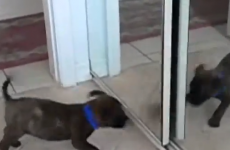 VIDEO: Seriously, this is the best thing you're going to see today