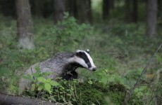 Ireland in breach of European convention over badger culling reports