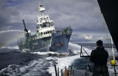 Japan temporarily halts Antarctic whaling