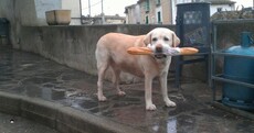 "Moi?" Your dog stealing a baguette pic of the day