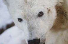 Operation helps polar bear with sore tooth