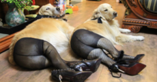 Dogs in tights are the hottest thing on the Chinese internet