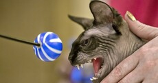 IN PICTURES: a real-life cat beauty contest