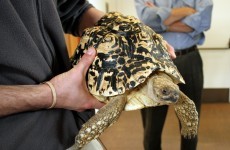 Solved: The mystery of the tortoise found in the lift
