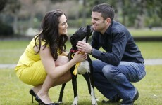 30 dogs abandoned every day in Ireland
