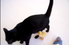 VIDEO: Our hearts can't take how cute this is