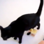 VIDEO: Our hearts can't take how cute this is