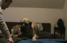 VIDEO: This dog does not want to get out of bed