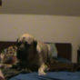 VIDEO: This dog does not want to get out of bed