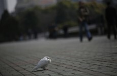 China detains 12 for 'false' bird flu rumours