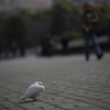 China detains 12 for 'false' bird flu rumours