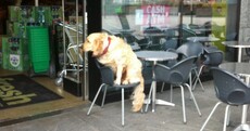 Most Patient Dog in Ireland Pic of the Day