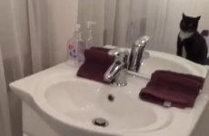 VIDEO: Cat poses in mirror, proves to be hilarious