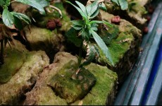 Cannabis plants seized in Kilcock