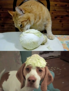 What is the story with dogs, cats and cabbages?