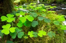 College offers online course in what it means to be Irish