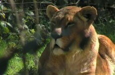 Tonight's episode of The Zoo just might break your heart...