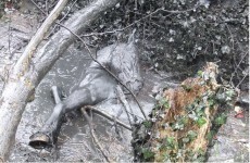 Six cases of horse cruelty seen by DSPCA this week